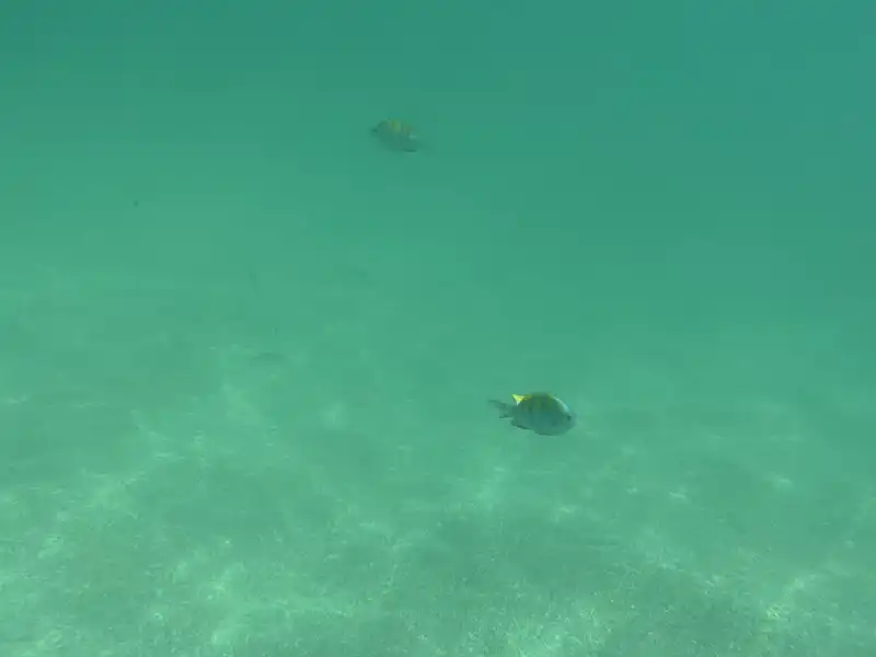 The water is so clear you can snorkel right off the beach. I saw tons of fish, including some larger schools in the deeper water.