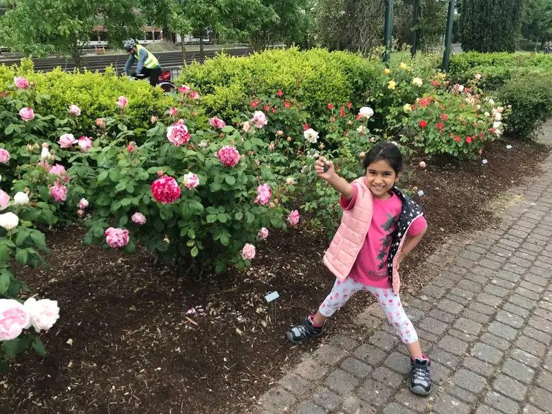 Mira's favorite rose in the rose garden